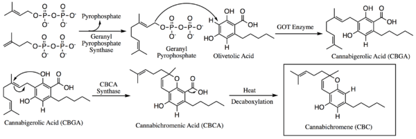 CBC wzór chemiczny i biosynteza kannabichromenu