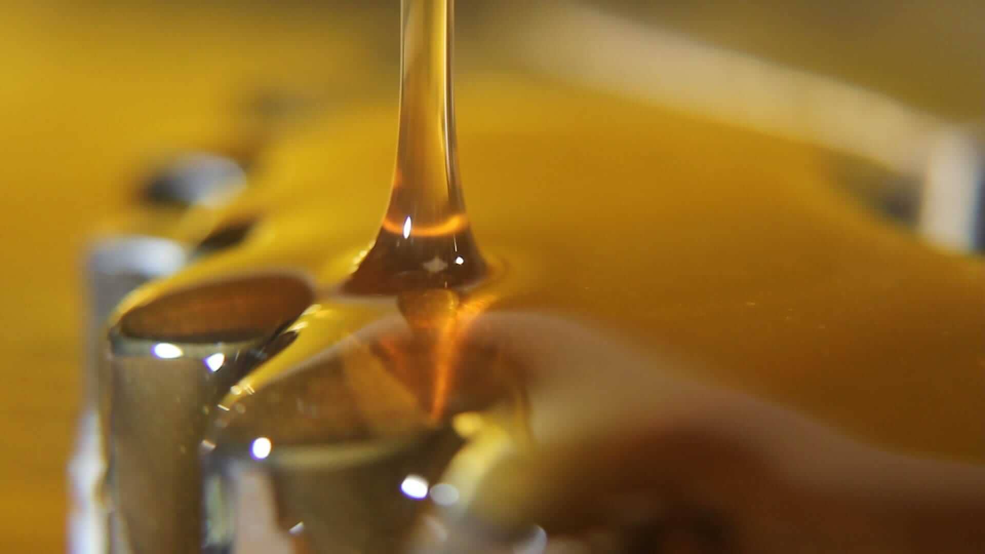 Jak powstaje olej cbd?
